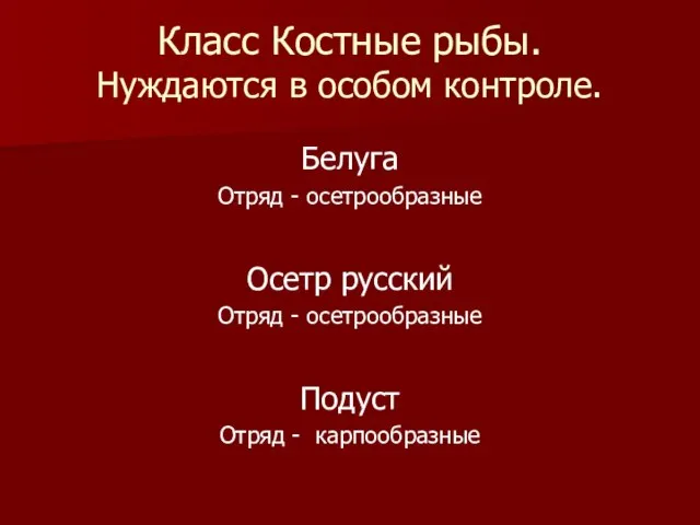 Класс Костные рыбы. Нуждаются в особом контроле. Белуга Отряд - осетрообразные Осетр