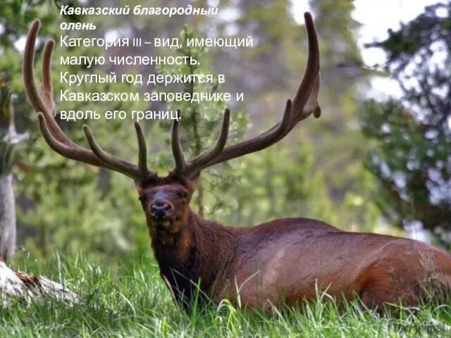 Кавказский благородный олень Категория III – вид, имеющий малую численность. Круглый год