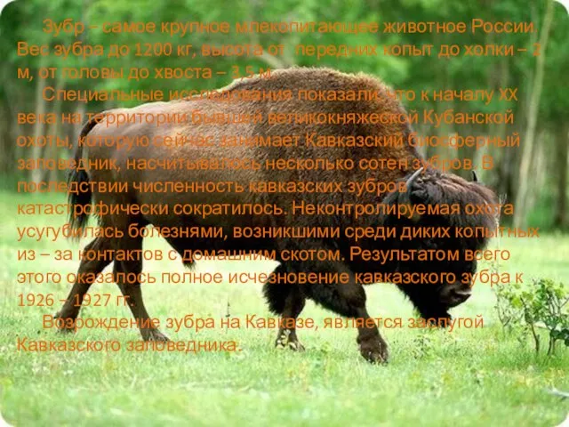 Зубр – самое крупное млекопитающее животное России. Вес зубра до 1200 кг,