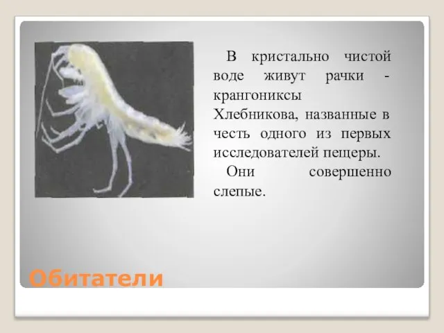 Обитатели В кристально чистой воде живут рачки -крангониксы Хлебникова, названные в честь