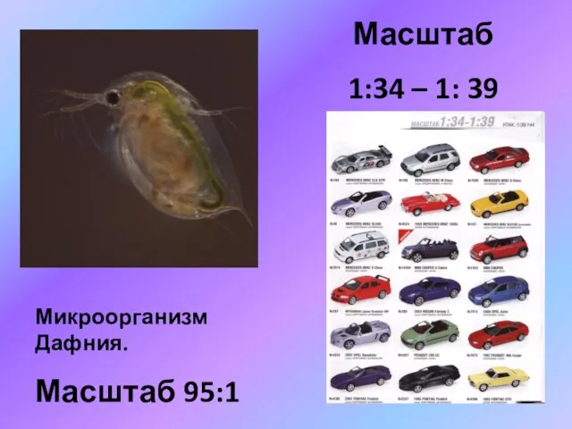 Масштаб 1:34 – 1: 39 Микроорганизм Дафния. Масштаб 95:1