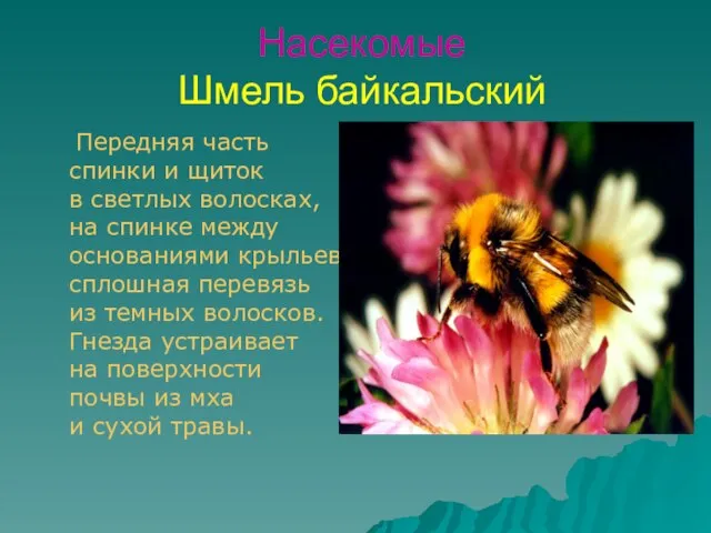 Насекомые Шмель байкальский Передняя часть спинки и щиток в светлых волосках, на