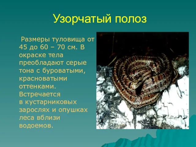 Узорчатый полоз Размеры туловища от 45 до 60 – 70 см. В