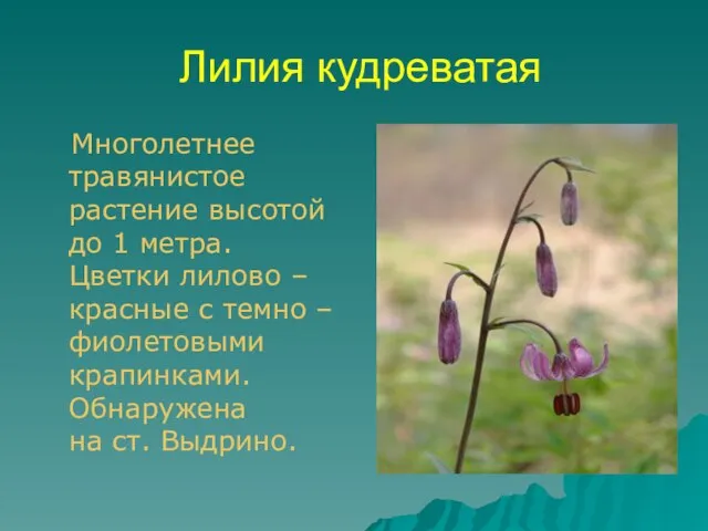 Лилия кудреватая Многолетнее травянистое растение высотой до 1 метра. Цветки лилово –