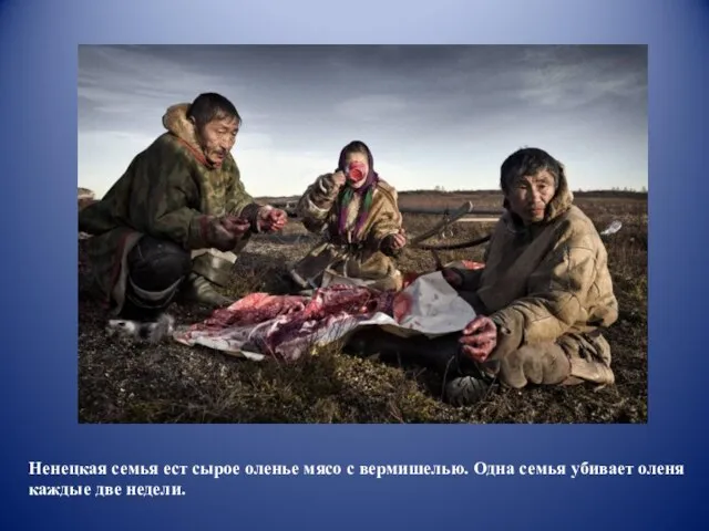 Ненецкая семья ест сырое оленье мясо с вермишелью. Одна семья убивает оленя каждые две недели.