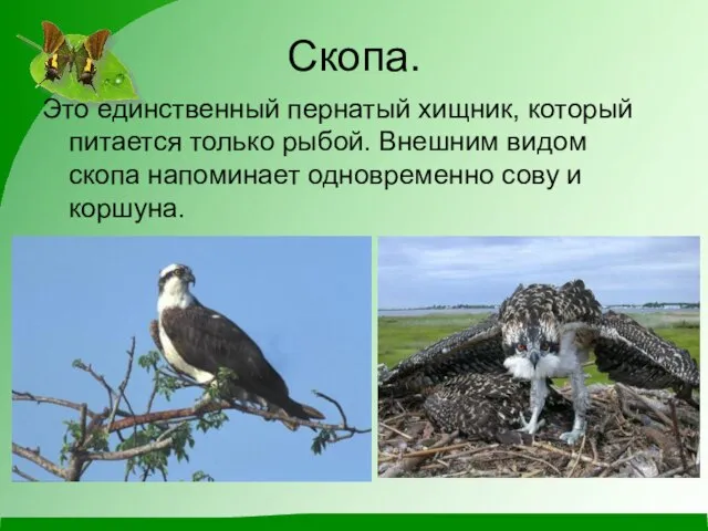 Скопа. Это единственный пернатый хищник, который питается только рыбой. Внешним видом скопа