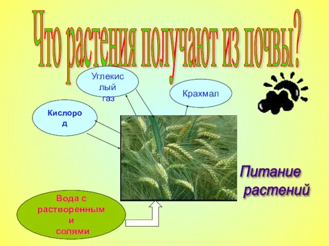 Что растения получают из почвы? Питание растений Вода с растворенными солями Углекислый газ Кислород Крахмал