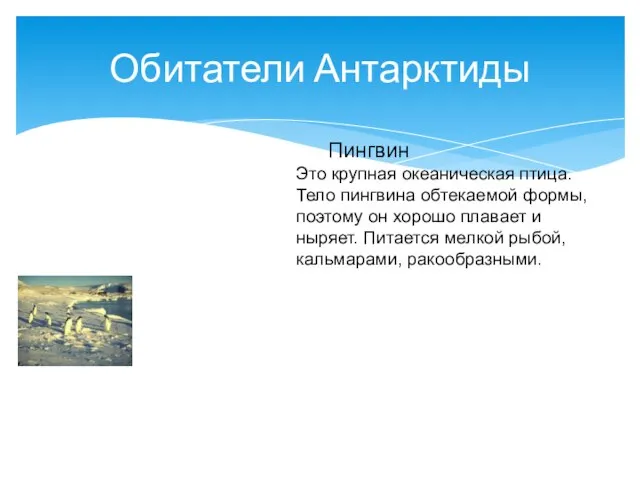 Обитатели Антарктиды Пингвин Это крупная океаническая птица. Тело пингвина обтекаемой формы, поэтому