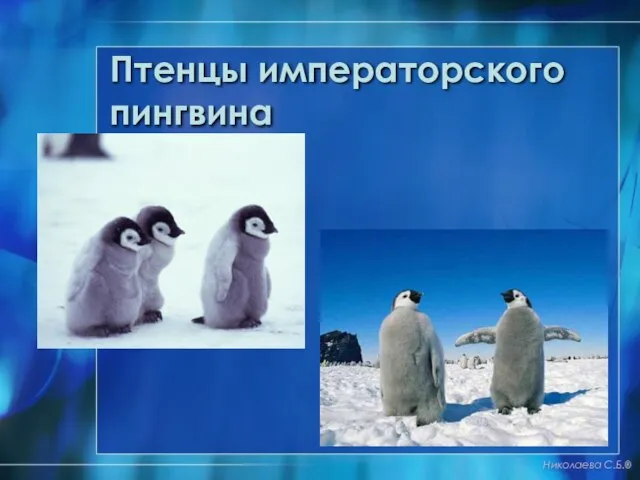 Птенцы императорского пингвина Николаева С.Б.®