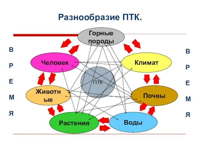 Разнообразие ПТК. ПТК Климат Воды Растения Животные Горные породы Почвы Человек В