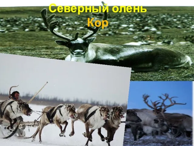 Северный олень Кор