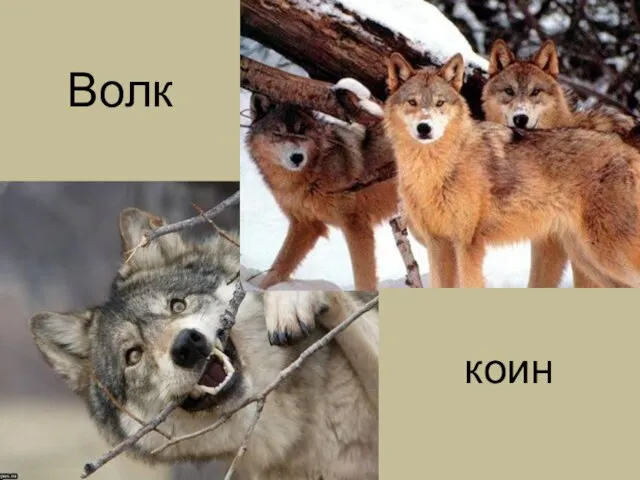 коин Волк