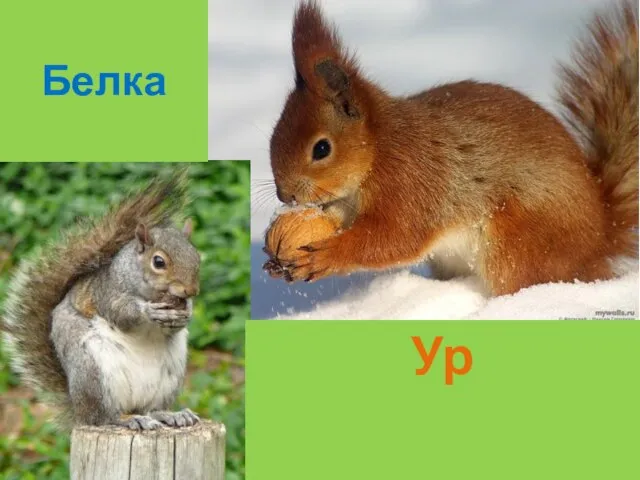 Белка Ур