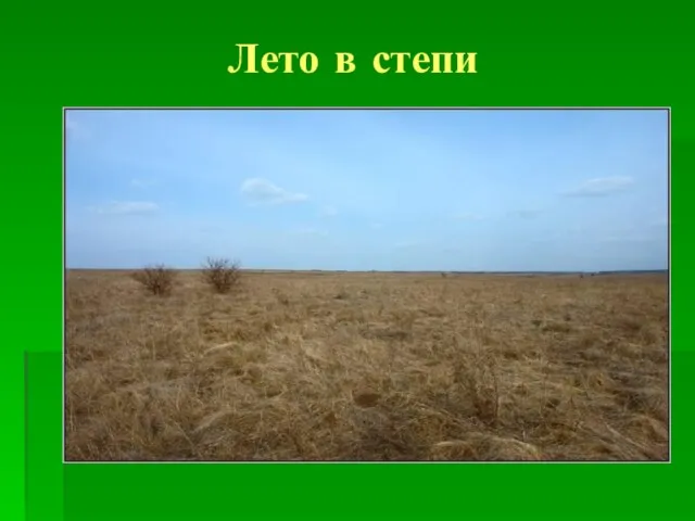 Лето в степи