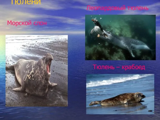 Тюлени Морской слон Леопардовый тюлень Тюлень – крабоед