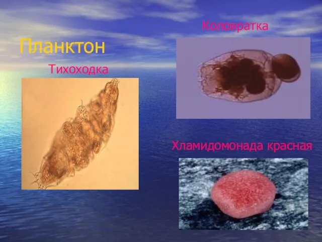 Планктон Тихоходка Коловратка Хламидомонада красная
