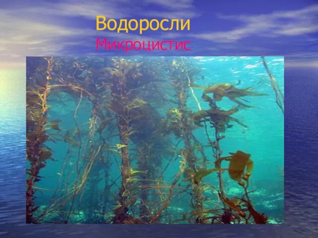 Водоросли Микроцистис