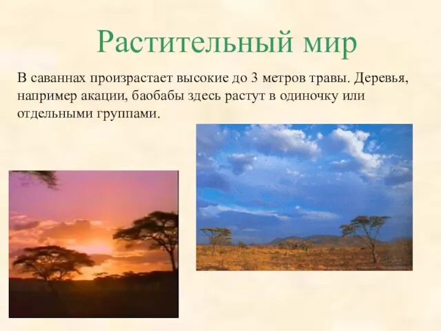 Растительный мир В саваннах произрастает высокие до 3 метров травы. Деревья, например