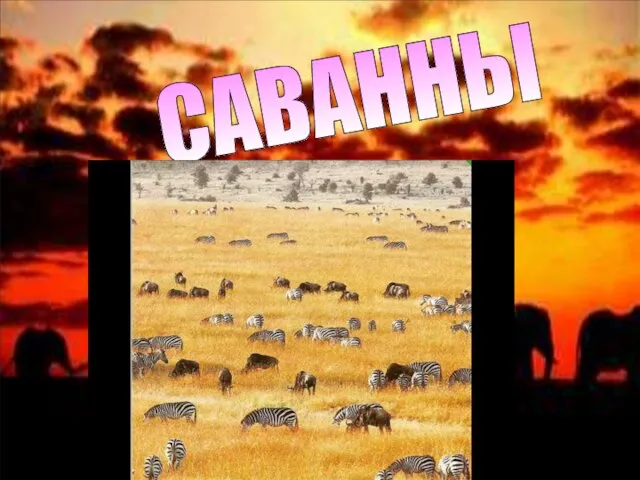 CАВАННЫ