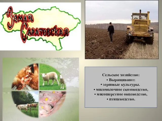 Сельское хозяйство: • Выращивают: зерновые культуры. • мясомолочное скотоводство, • мясошерстное овцеводство, • птицеводство.