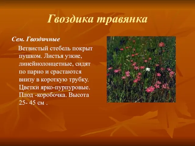 Гвоздика травянка Сем. Гвоздичные Ветвистый стебель покрыт пушком. Листья узкие, линейнолонцетные, сидят