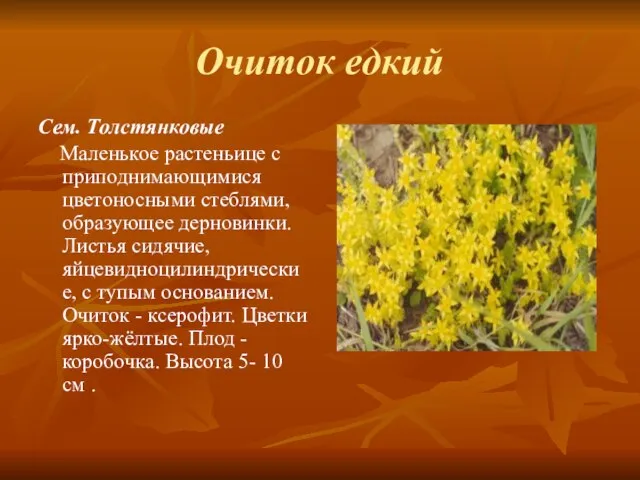 Очиток едкий Сем. Толстянковые Маленькое растеньице с приподнимающимися цветоносными стеблями, образующее дерновинки.