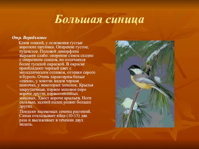 Большая синица Отр. Воробьиные Клюв тонкий, у основания густые короткие щетинки. Оперение