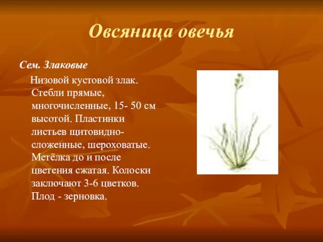 Овсяница овечья Сем. Злаковые Низовой кустовой злак. Стебли прямые, многочисленные, 15- 50