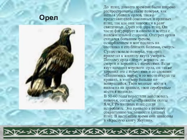 Орел До птиц, давнего времени были широко распространены такие поверья, как нельзя