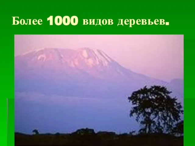 Более 1000 видов деревьев.