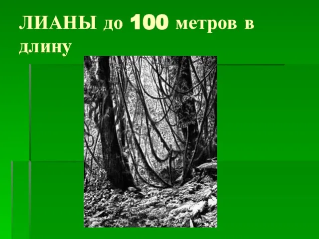 ЛИАНЫ до 100 метров в длину