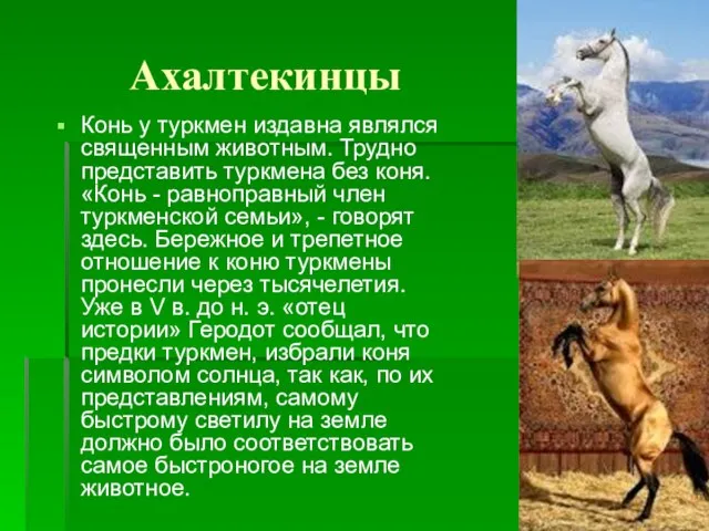 Ахалтекинцы Конь у туркмен издавна являлся священным животным. Трудно представить туркмена без