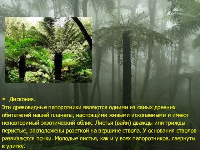 Дискония. Эти древовидные папоротники являются одними из самых древних обитателей нашей планеты,