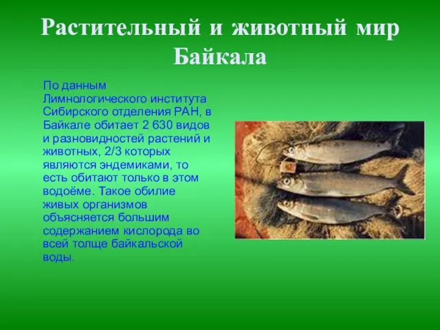 По данным Лимнологического института Сибирского отделения РАН, в Байкале обитает 2 630