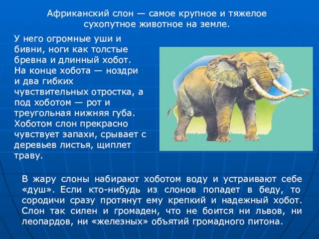 В жару слоны набирают хоботом воду и устраивают себе «душ». Если кто-нибудь