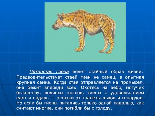 Пятнистая гиена ведет стайный образ жизни. Предводительствует стаей гиен не самец, а