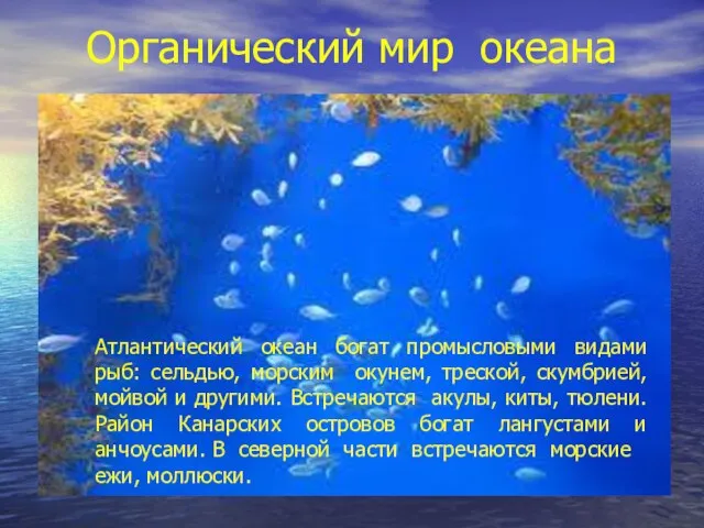 Органический мир океана Атлантический океан богат промысловыми видами рыб: сельдью, морским окунем,