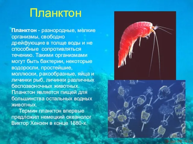 Планктон Планктон - разнородные, мелкие организмы, свободно дрейфующие в толще воды и