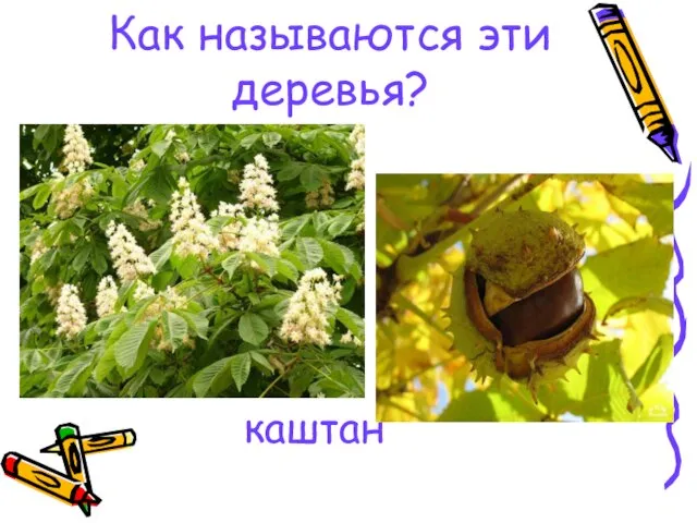 каштан Как называются эти деревья?