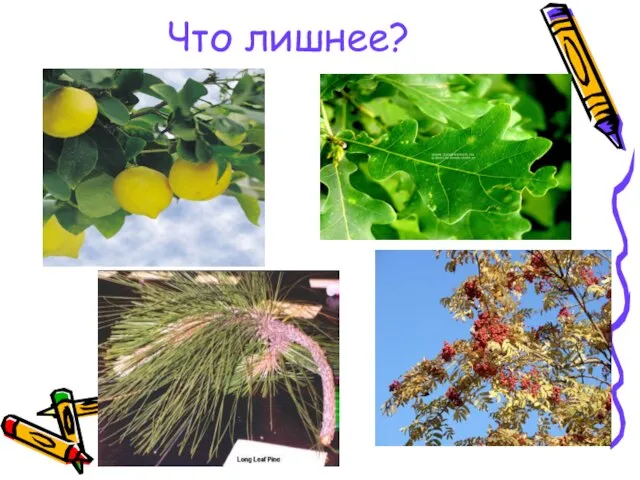 Что лишнее?