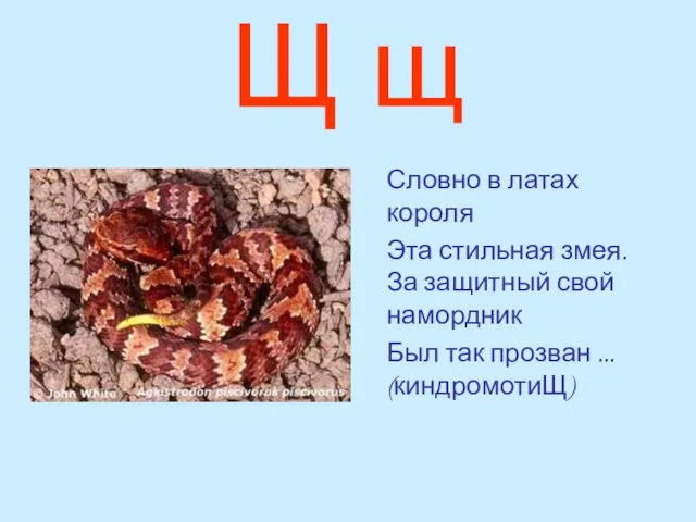 Щ щ Словно в латах короля Эта стильная змея. За защитный свой