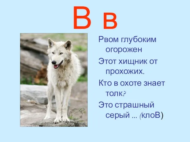 В в Рвом глубоким огорожен Этот хищник от прохожих. Кто в охоте