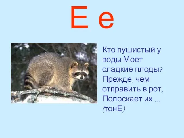 Е е Кто пушистый у воды Моет сладкие плоды? Прежде, чем отправить