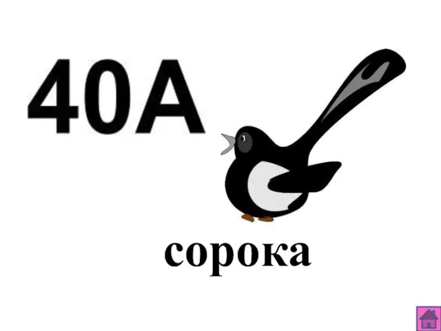 сорока