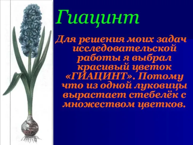 Гиацинт Для решения моих задач исследовательской работы я выбрал красивый цветок «ГИАЦИНТ».