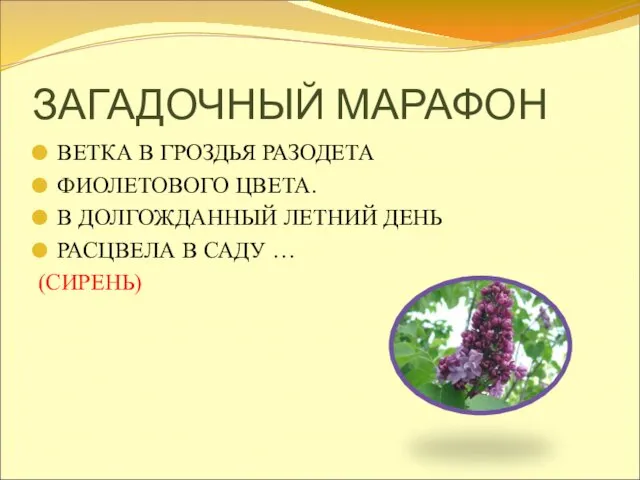 ЗАГАДОЧНЫЙ МАРАФОН ВЕТКА В ГРОЗДЬЯ РАЗОДЕТА ФИОЛЕТОВОГО ЦВЕТА. В ДОЛГОЖДАННЫЙ ЛЕТНИЙ ДЕНЬ