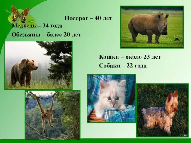 Носорог – 40 лет Медведь – 34 года Обезьяны – более 20