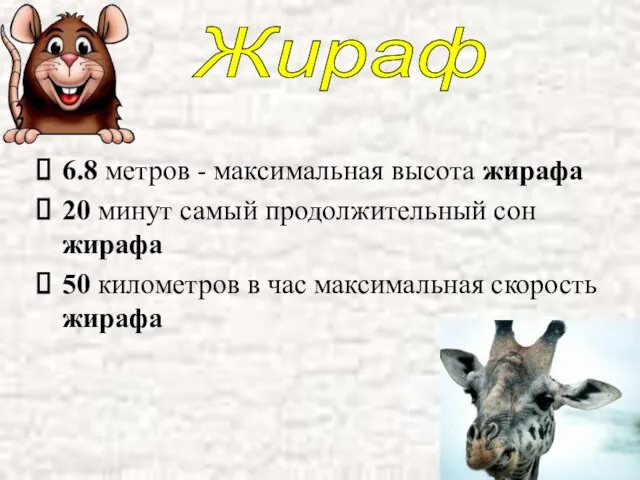 6.8 метров - максимальная высота жирафа 20 минут самый продолжительный сон жирафа