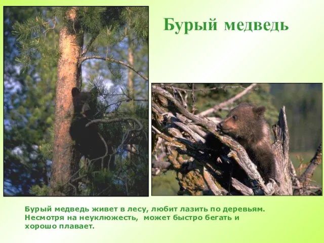 Бурый медведь Бурый медведь живет в лесу, любит лазить по деревьям. Несмотря