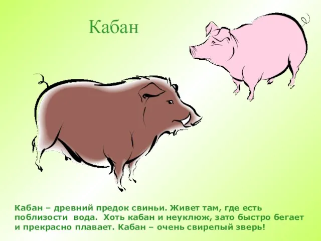 Кабан Кабан – древний предок свиньи. Живет там, где есть поблизости вода.